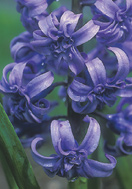 Dreadnought hyacinth heirloom bulbs