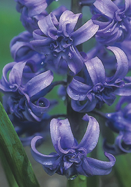 Dreadnought hyacinth heirloom bulbs #1