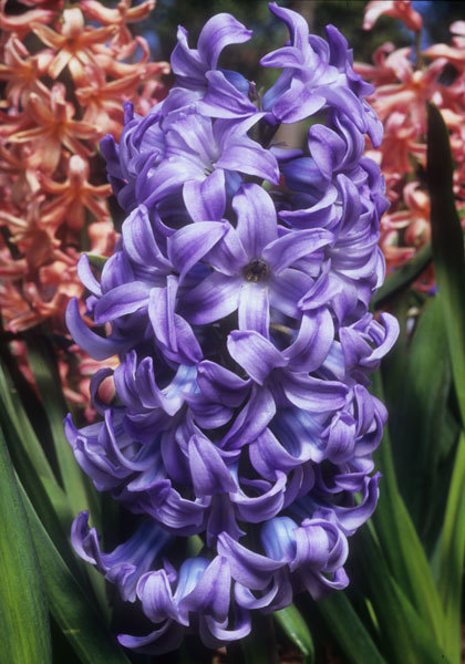 Grace Darling hyacinth heirloom bulbs #1