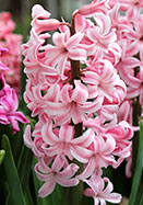 Gigantea hyacinth heirloom bulbs