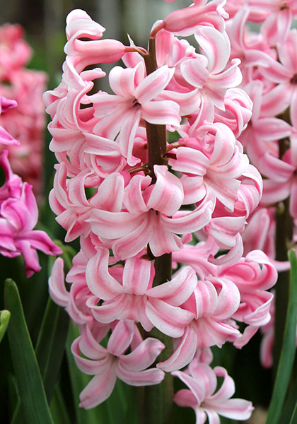 Gigantea hyacinth heirloom bulbs #1