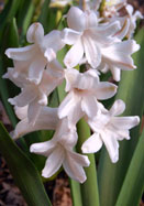 Grand Blanche Imperiale hyacinth heirloom bulbs