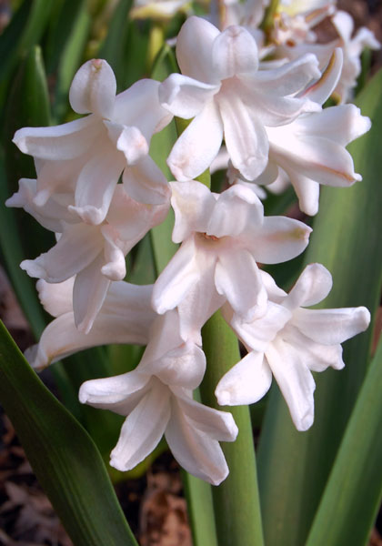 Grand Blanche Imperiale hyacinth heirloom bulbs #1