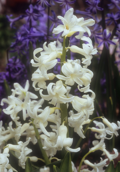 Snow White hyacinth heirloom bulbs #1