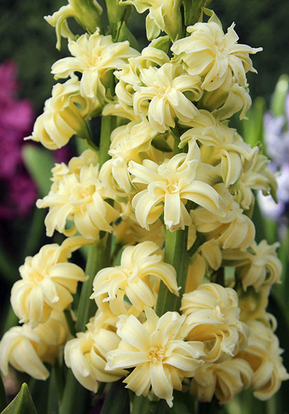 Double Yellow, Ophir hyacinth heirloom bulbs #1