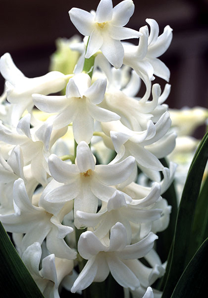 White Pearl hyacinth heirloom bulbs #2