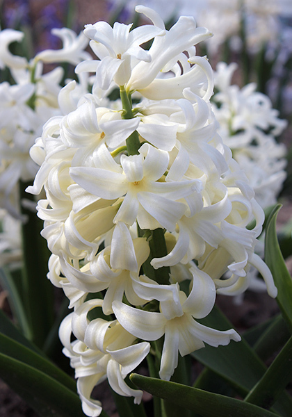 HYACINTHS