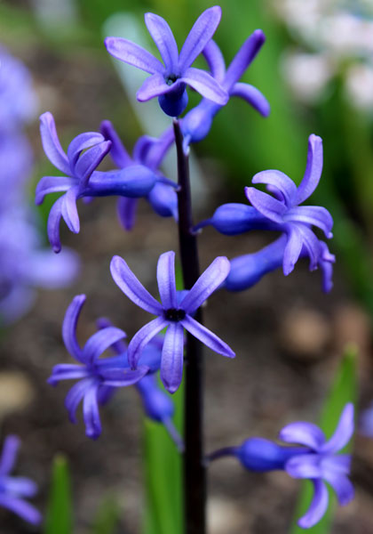 Roman Dark Blue hyacinth heirloom bulbs #1