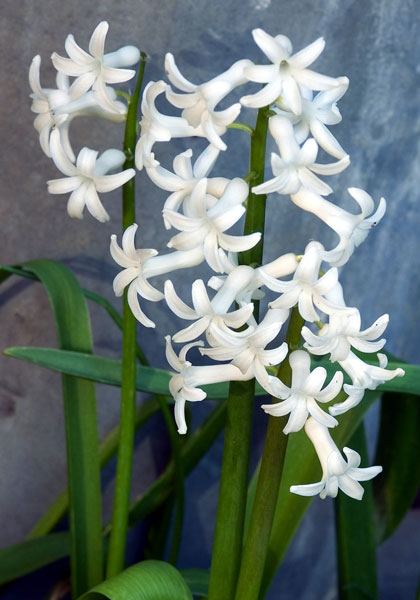 HYACINTHS