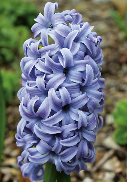 Sky Jacket hyacinth heirloom bulbs #1
