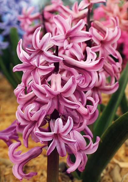 HYACINTHS