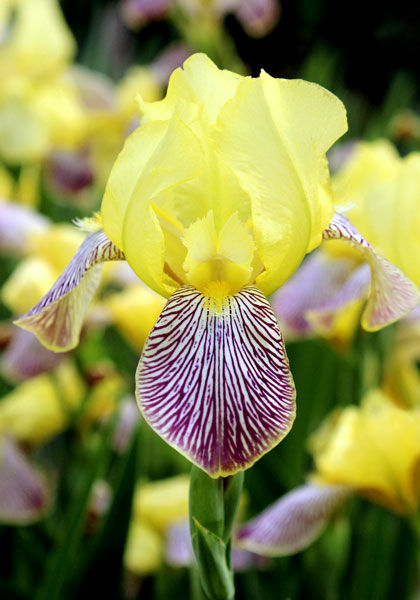 Gracchus iris heirloom bulbs #1