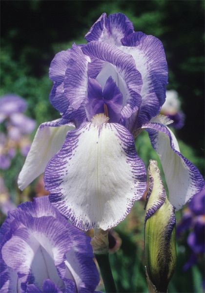 Madame Chereau iris heirloom bulbs #2