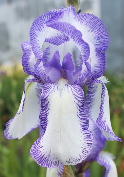 Madame Chereau iris heirloom bulbs #1