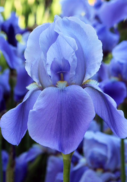 Blue Rhythm iris heirloom bulbs #1