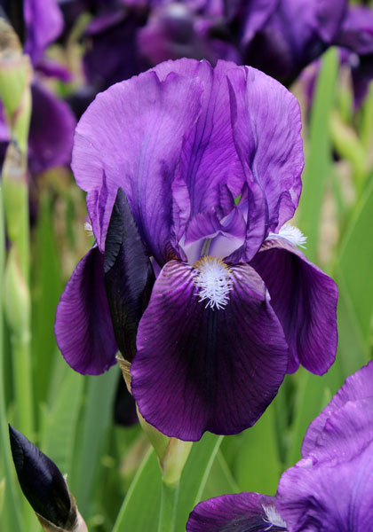 Eleanor Roosevelt iris heirloom bulbs #1