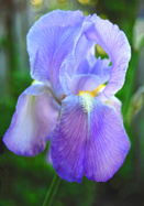 pallida Dalmatica iris heirloom bulbs
