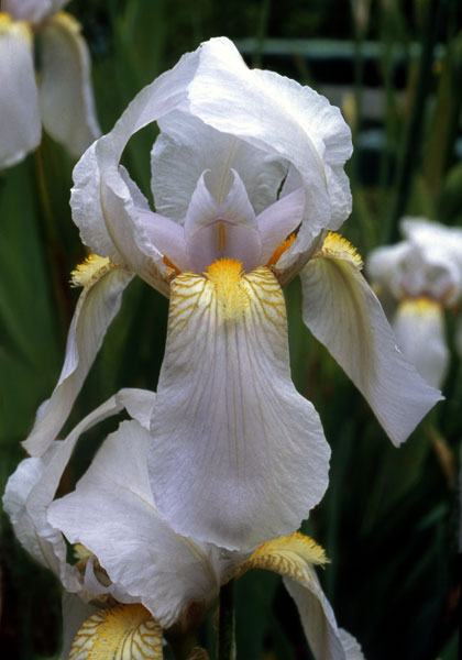 Florentina iris heirloom bulbs #1