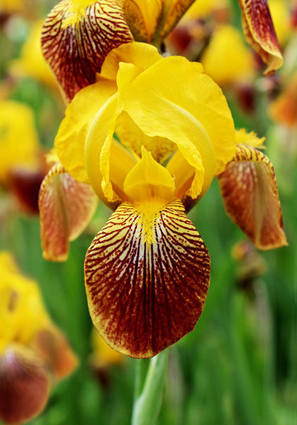 Honorabile iris heirloom bulbs #1
