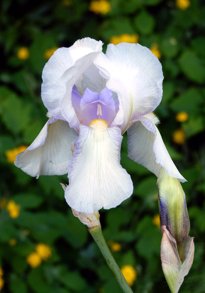 IRIS