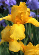 Ola Kala iris heirloom bulbs