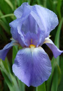 Great Lakes iris heirloom bulbs
