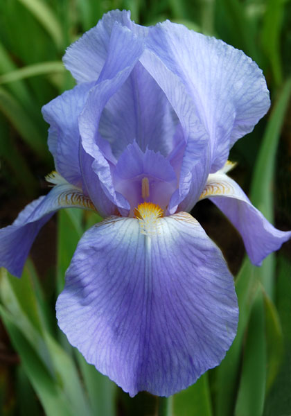 Great Lakes iris heirloom bulbs #1