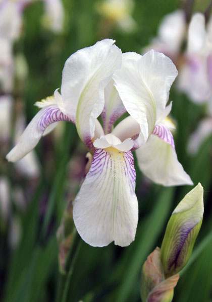 Mrs. Horace Darwin iris heirloom bulbs #1
