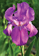 Caprice iris heirloom bulbs