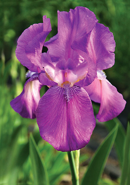 Caprice iris heirloom bulbs #1
