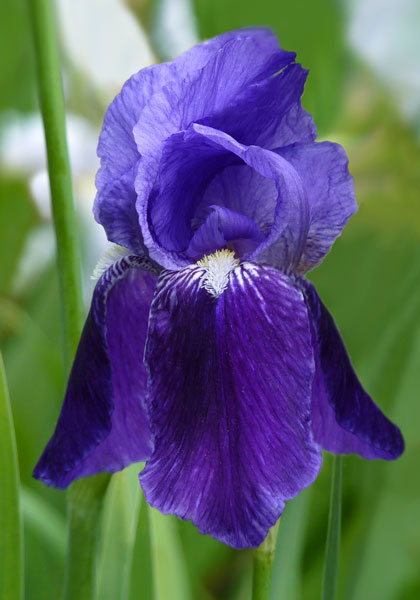 Germanica iris heirloom bulbs #1