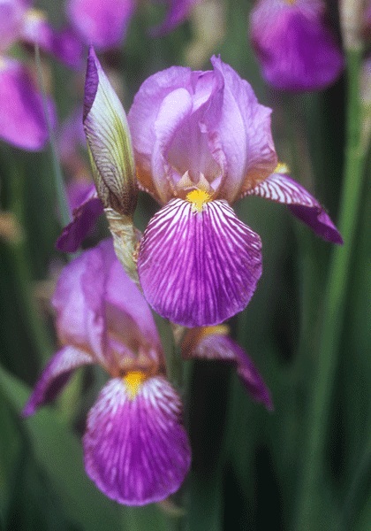 Her Majesty iris heirloom bulbs #2