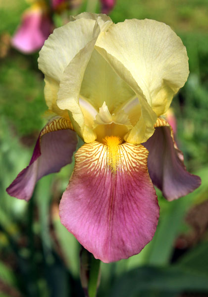 Shannopin iris heirloom bulbs #1