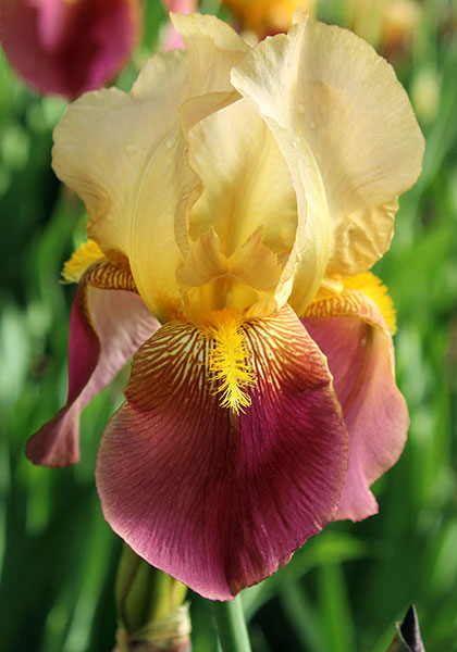 Frank Adams iris heirloom bulbs #1