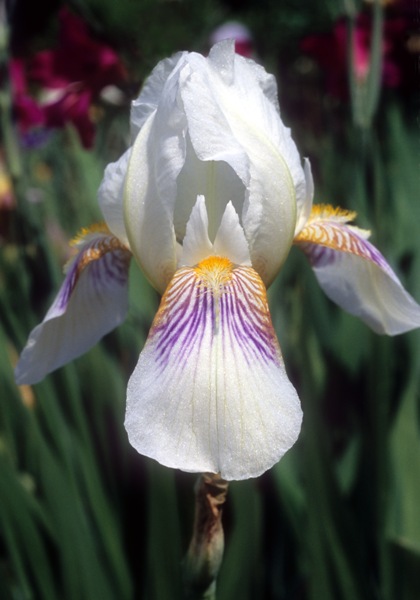 Mrs. George Darwin iris heirloom bulbs #2