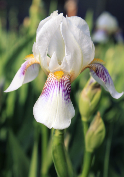 Mrs. George Darwin iris heirloom bulbs #1