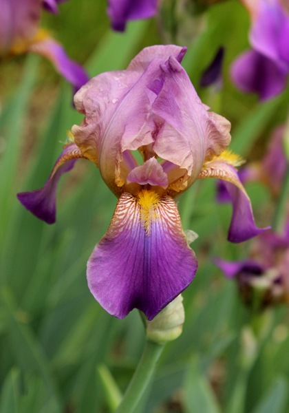 Plumeri iris heirloom bulbs #2