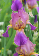 Plumeri iris heirloom bulbs