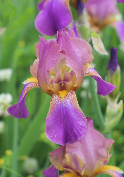 Plumeri iris heirloom bulbs #1