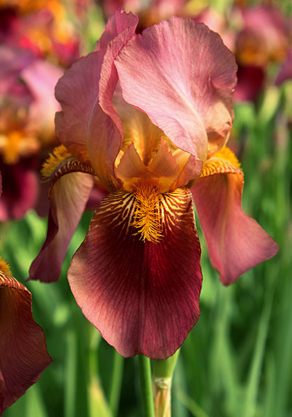 Rosy Wings iris heirloom bulbs #1