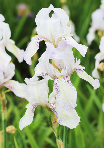 Bridesmaid iris heirloom bulbs #2