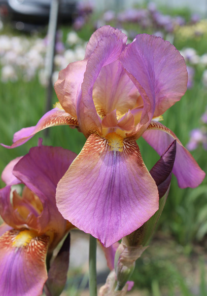 Rosemohr iris heirloom bulbs #2