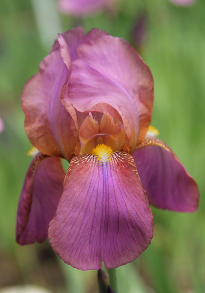 Rosemohr iris heirloom bulbs #1