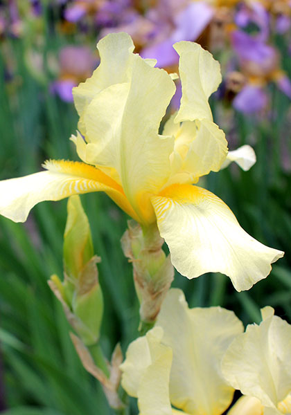 Flutter-By iris heirloom bulbs #1