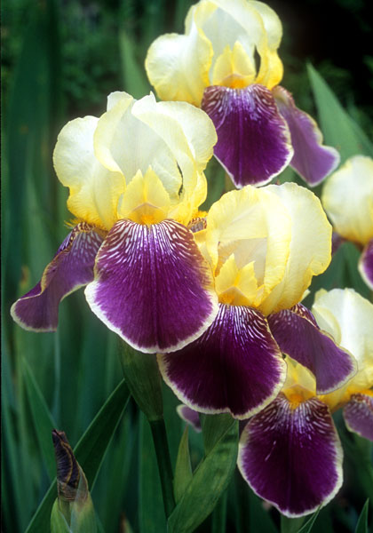 Prinzess Viktoria Luise iris heirloom bulbs #1