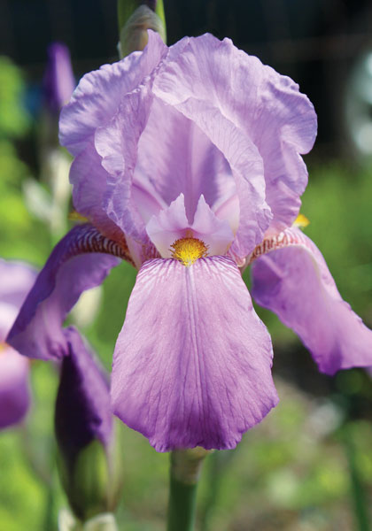 Susan Bliss iris heirloom bulbs #1