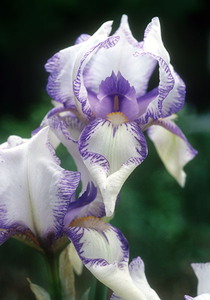 IRIS