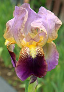 Francheville iris heirloom bulbs