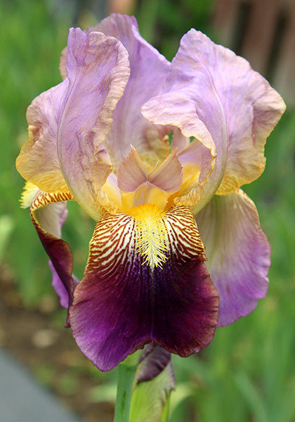 Francheville iris heirloom bulbs #1