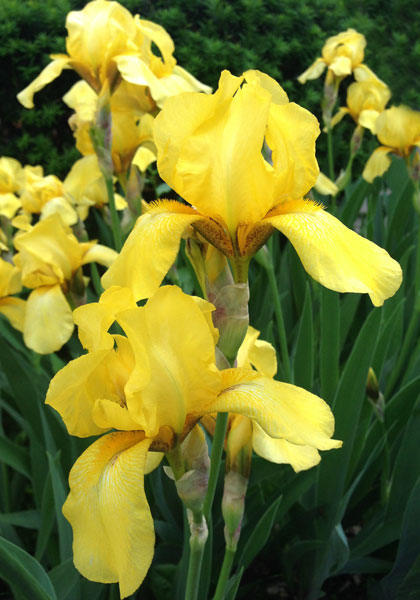 Coronation iris heirloom bulbs #1